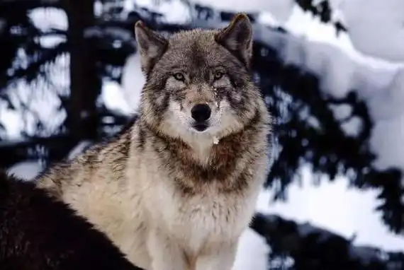 北海道狼又被称为虾夷狼,是西伯利亚狼的后代,主要分布在日本北海道
