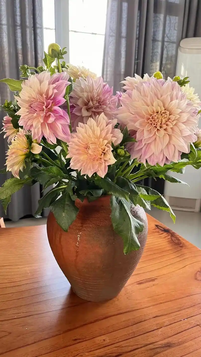 荷兰大丽花图片来自客户朋友bh大丽花