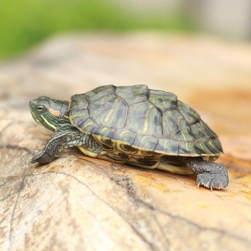 巴西龟活龟苗小乌龟淡水宠物半水龟彩龟红耳龟龟