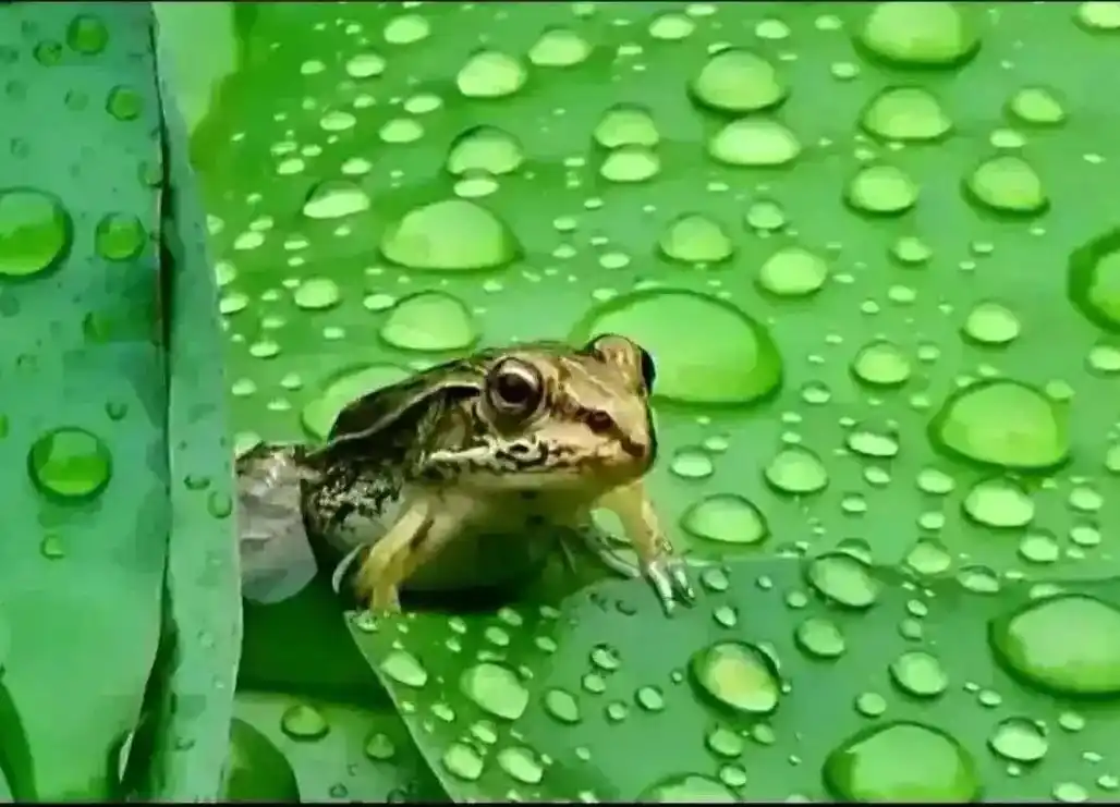 荷塘蛙鸣夏天到 - 抖音