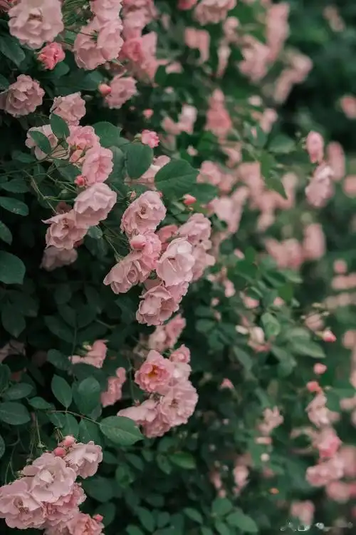 成都蔷薇花海已盛开