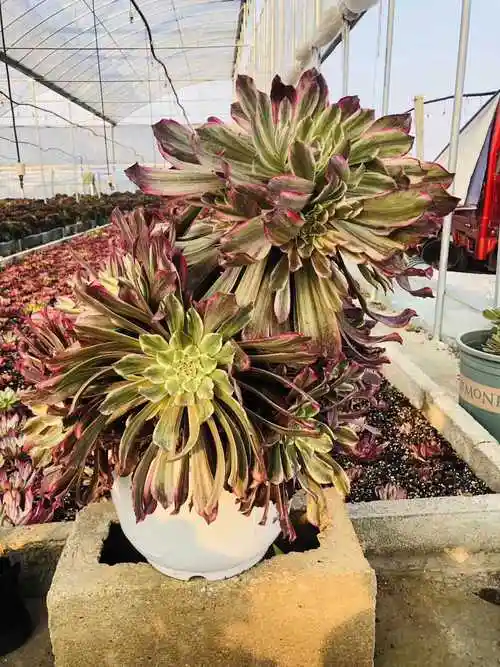 多肉植物水墨画法师极品老桩