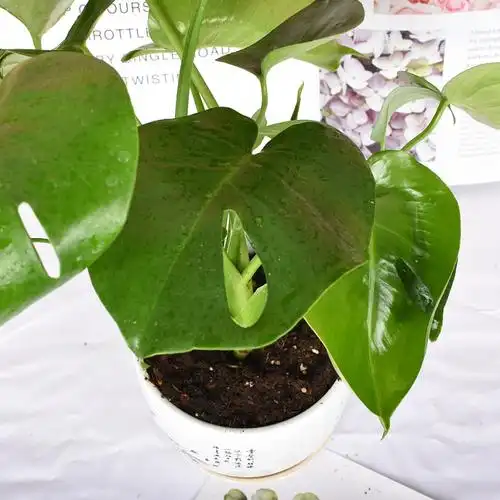 龟背竹大盆栽植物室内开背仙洞多孔大叶型客厅绿植