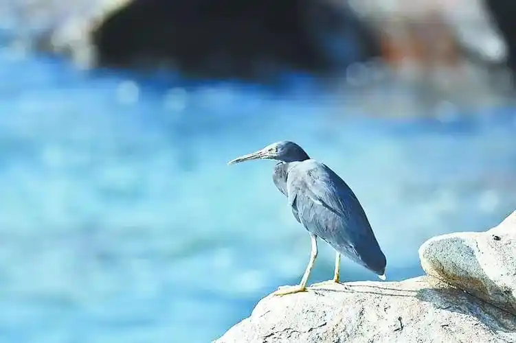 鹭鸶是什么鸟类_鹭鸟有几种 - 成语词句网