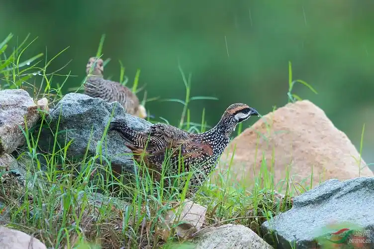 问好广东鸟友汕头拍摄中华鹧鸪