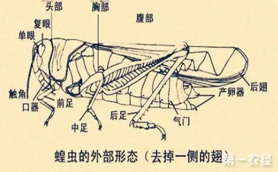 蝗虫的呼吸器官在哪?