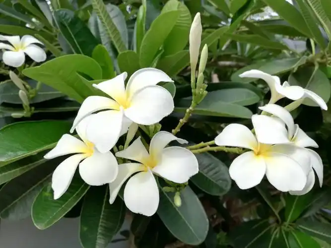 柬埔寨之旅 - 美篇