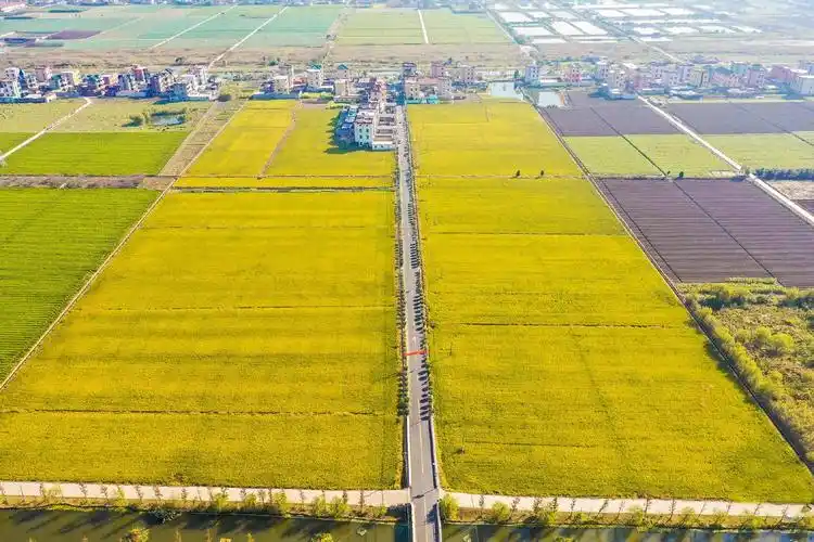 高清航拍!钱塘新区的秋田,怎么这么好看