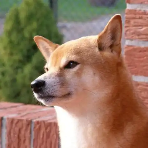 秋田犬头像,可爱头像图片