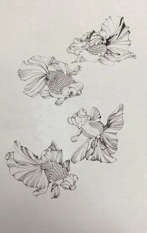 白描金鱼的画法生动的线条