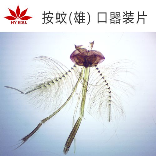 显微镜生物切片按蚊(雄)口器装片 寄生虫类 教学展示 成像清晰