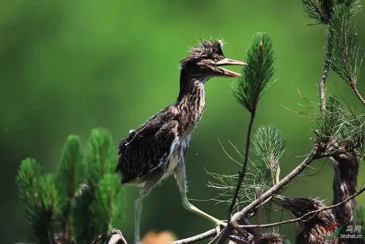 夜鹭雏鸟