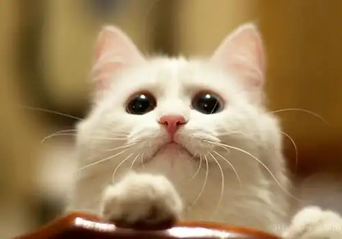 萌萌哒好看猫咪图片_无敌可爱喵星人