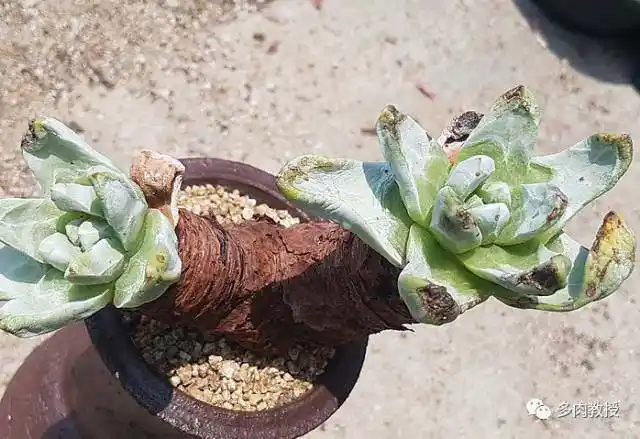 百年难遇的多肉老桩,太美了!