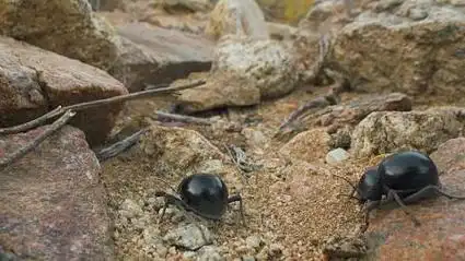 拟步甲虫敲击地面交流,希蛛藏进沙袋钓蚂蚁