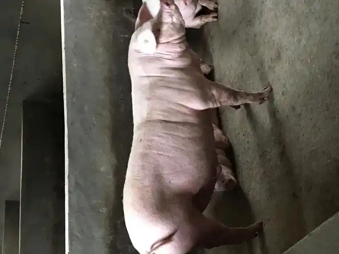 江苏省淮安市涟水县供应内三元生猪