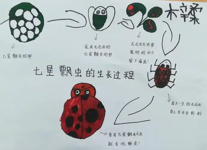 晴:我要画七星瓢虫的生长过程,告诉他们七星瓢虫在幼虫的