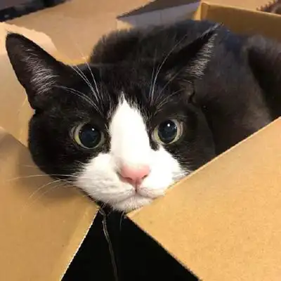 黑猫微信头像高冷孤独黑猫头像图片大全