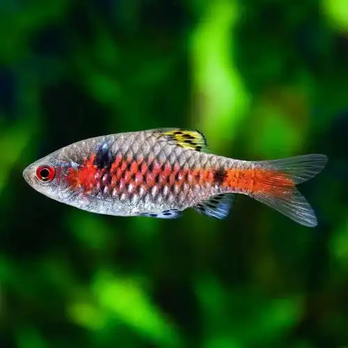 泰国溪流缸原生观赏宠物鱼钻石彩虹鲫热带鱼原生鱼小型活体群游观