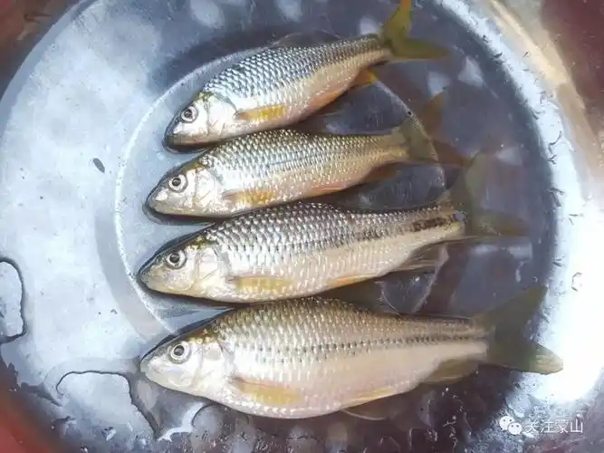 这几种野生鱼蒙山很少见了以后有钱难吃到