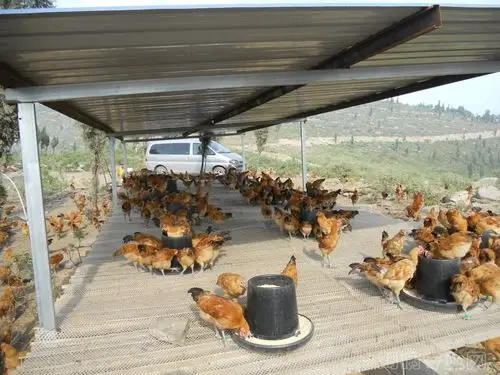 散养鸡场三是选择地势高燥的地方搭建养殖鸡舍和鸡的临时避雨棚舍