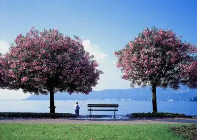 树静静的对视,看似没什么暧昧,但是他们的根却紧紧地结合在一起,象征