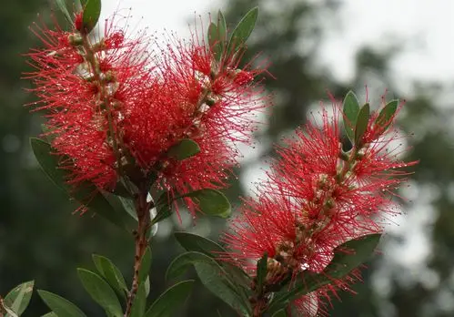 其它 红千层 写美篇红千层,桃金娘科,红千层属的小乔木,树皮坚硬,嫩枝