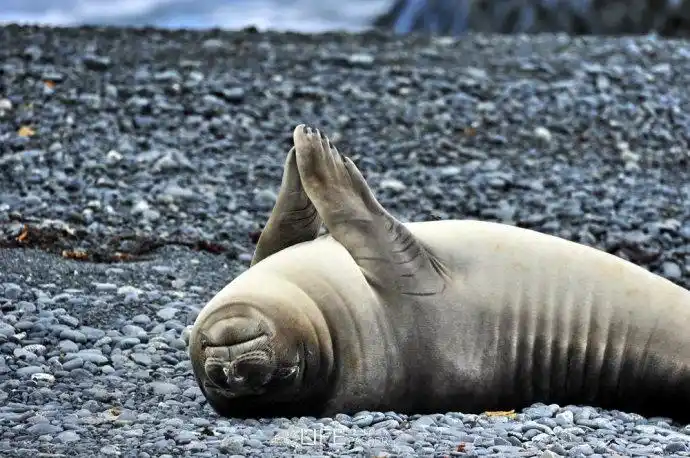 【原创】第一次登陆南极:塞普森岛遇见萌呆企鹅海豹