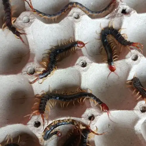 蝎子土元活虫蜈蚣龙鱼发色蜈蚣龙鱼活饲料红头蜈蚣泡酒蜈蚣-阿里巴巴