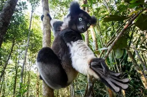 全球体型最大的狐猴:光面狐猴仅有1000只