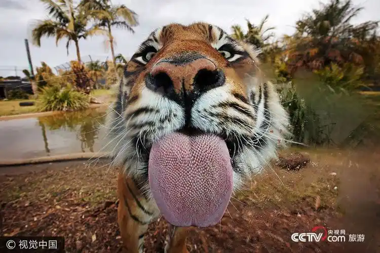 高清组图老虎拍大头照狂吐舌强行卖萌