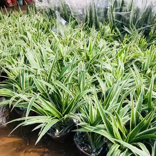 金边吊兰盆栽室内垂吊绿植净化空气 四季常青可水培土养金边吊兰