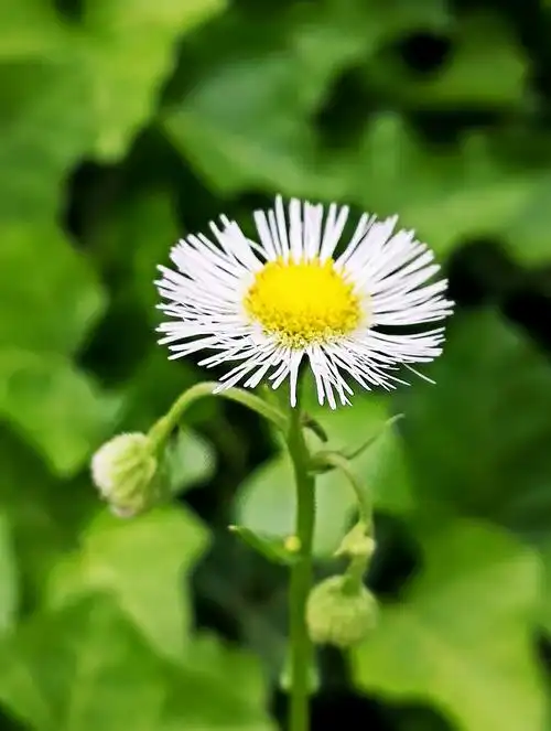 白色的小野菊花野菊花为菊科多年生草本植物,野菊花头状