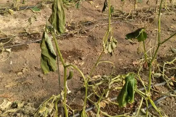 黄瓜秧为什么会死亡,施肥过多容易烧苗