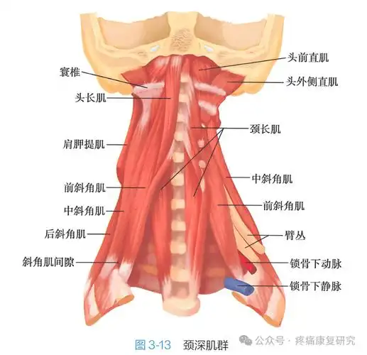 颈椎病与颈深屈肌:被忽视的"隐形守护者"