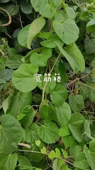 藤(叶片有毛的是中华青牛胆,没毛的是海南青牛胆,功效一样,也称伤筋藤