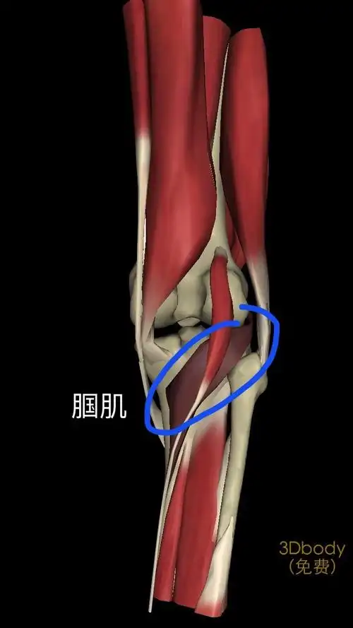 并可使膝关节屈曲0到120度