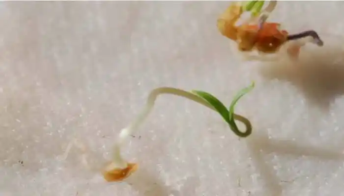 在伦敦西北部与rhysjaggar一起种植西红柿