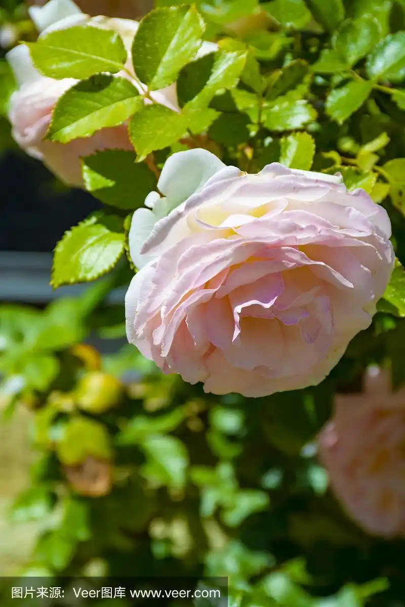 法国普罗旺斯的花园里盛开的粉红色玫瑰