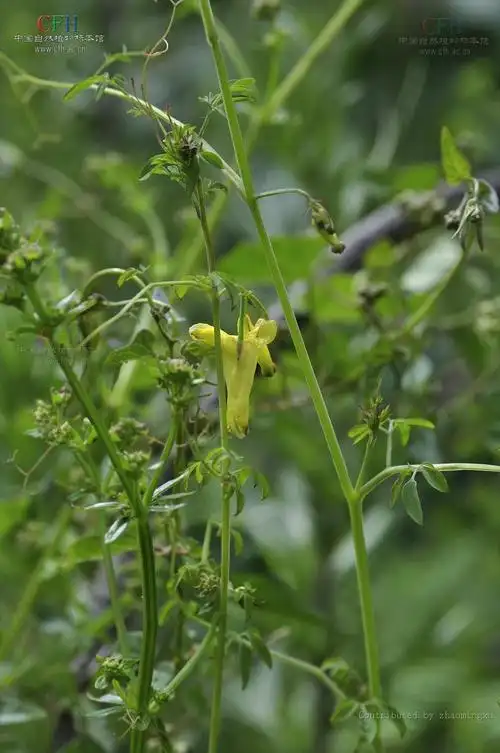 丽江紫金龙|5|17