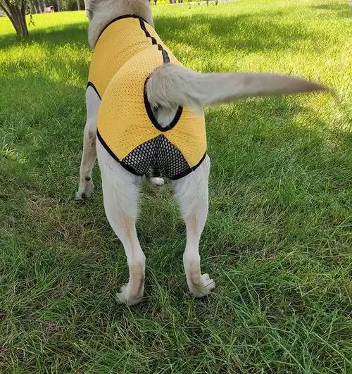 狗狗连体生理裤 金毛狗狗大中型犬连体生理裤可小便母狗防骚扰月经裤