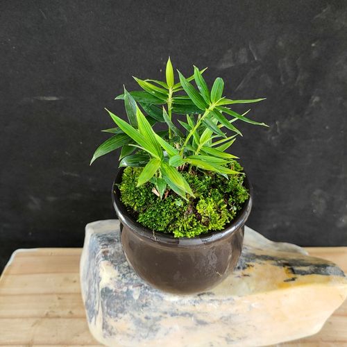 日本翠竹桌面迷你小盆栽日系姬翠竹小米竹四季常青好养山野草1颗6cm