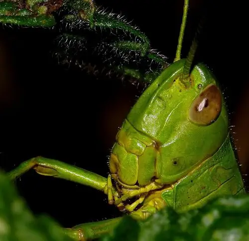 无脊椎动物, 蚱蜢, 昆虫, 野生动物, 螳螂, 自然