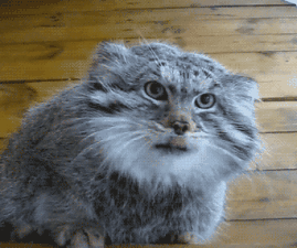 神奇动物可爱兔狲舔舌头萌萌哒gif动图_动态图_表情包下载_soogif