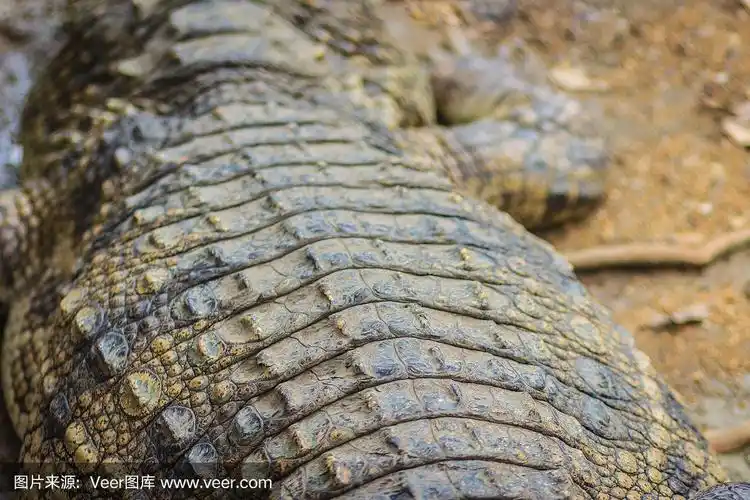 淡水鳄鱼背部的棕色皮肤,静静地躺在河岸上