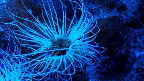 sea-anemone-1871508_1920.jpg