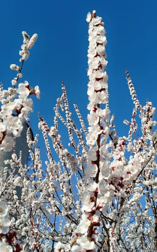 原创摄影:美丽洁白的杏花开了,在蓝天的衬托下真是美不胜收!