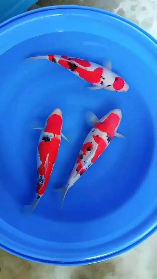 这几条大正三色锦鲤好看吗?