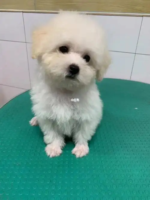 卷毛比熊犬