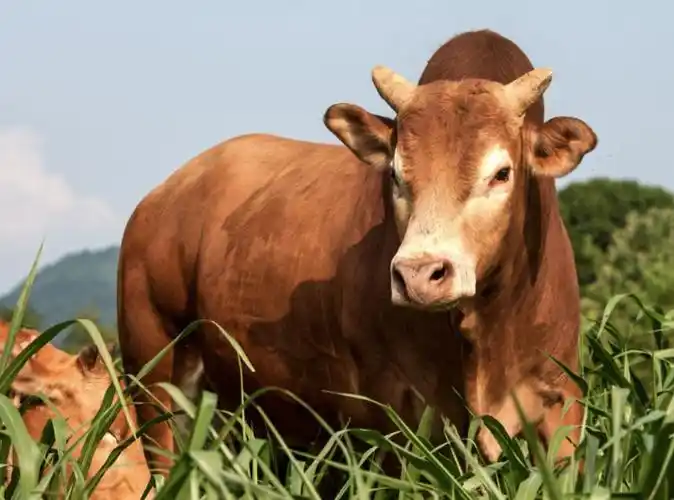 的南阳牛,山西的晋南牛……最终才确定下来采用湘西深远山区的原种土